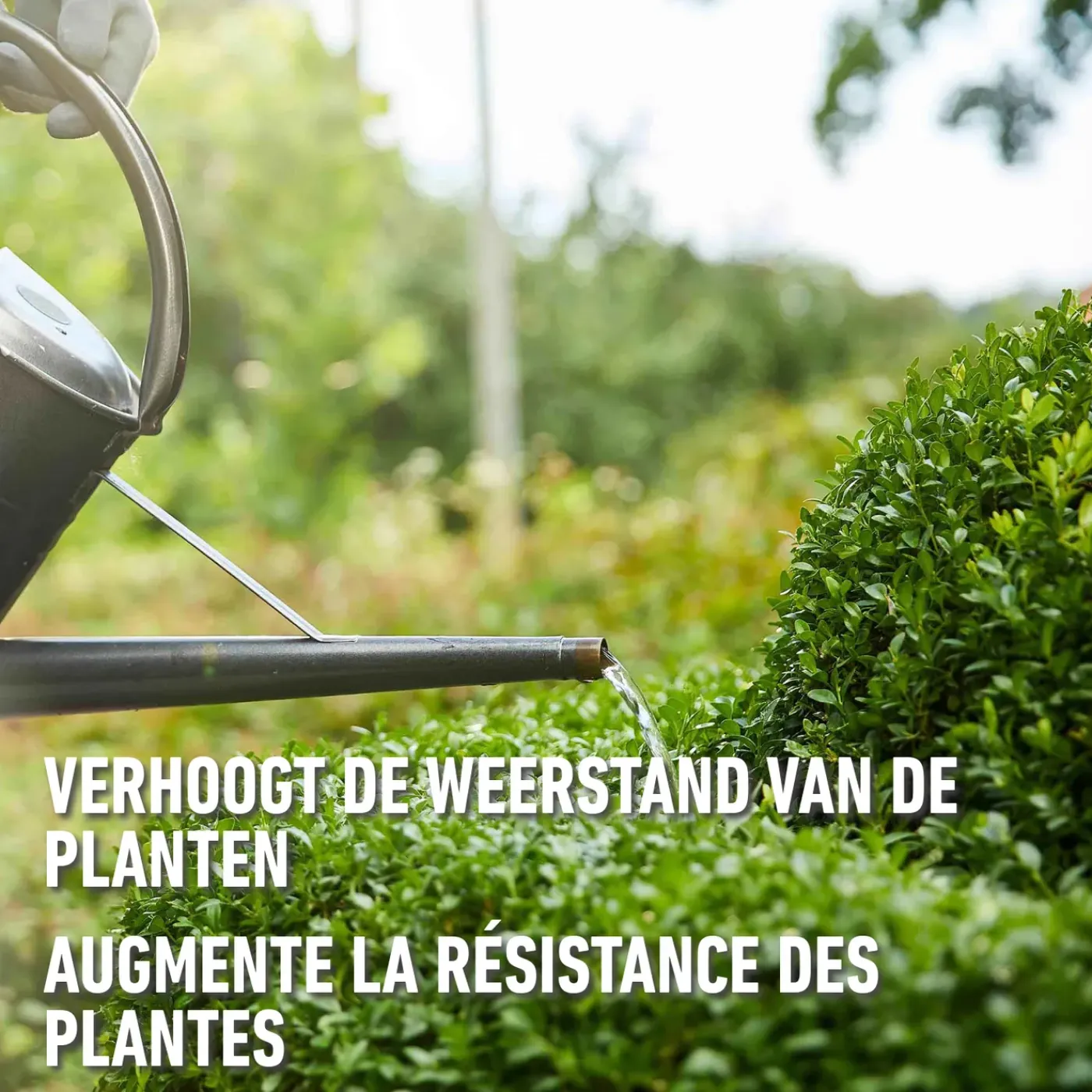 Compo vloeibare meststof Buxus 1L