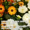 Compo vloeibare meststof Geraniums & Balkonplanten 500ml