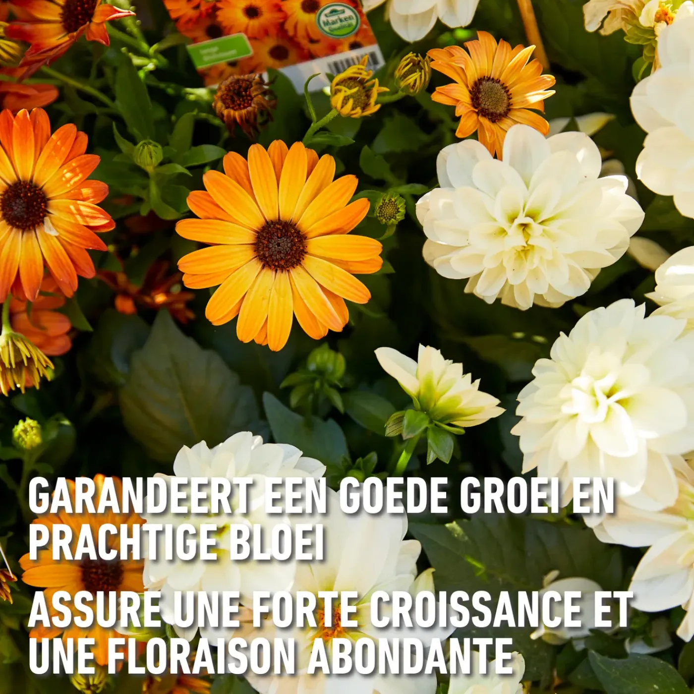 Compo vloeibare meststof Geraniums & Balkonplanten 500ml