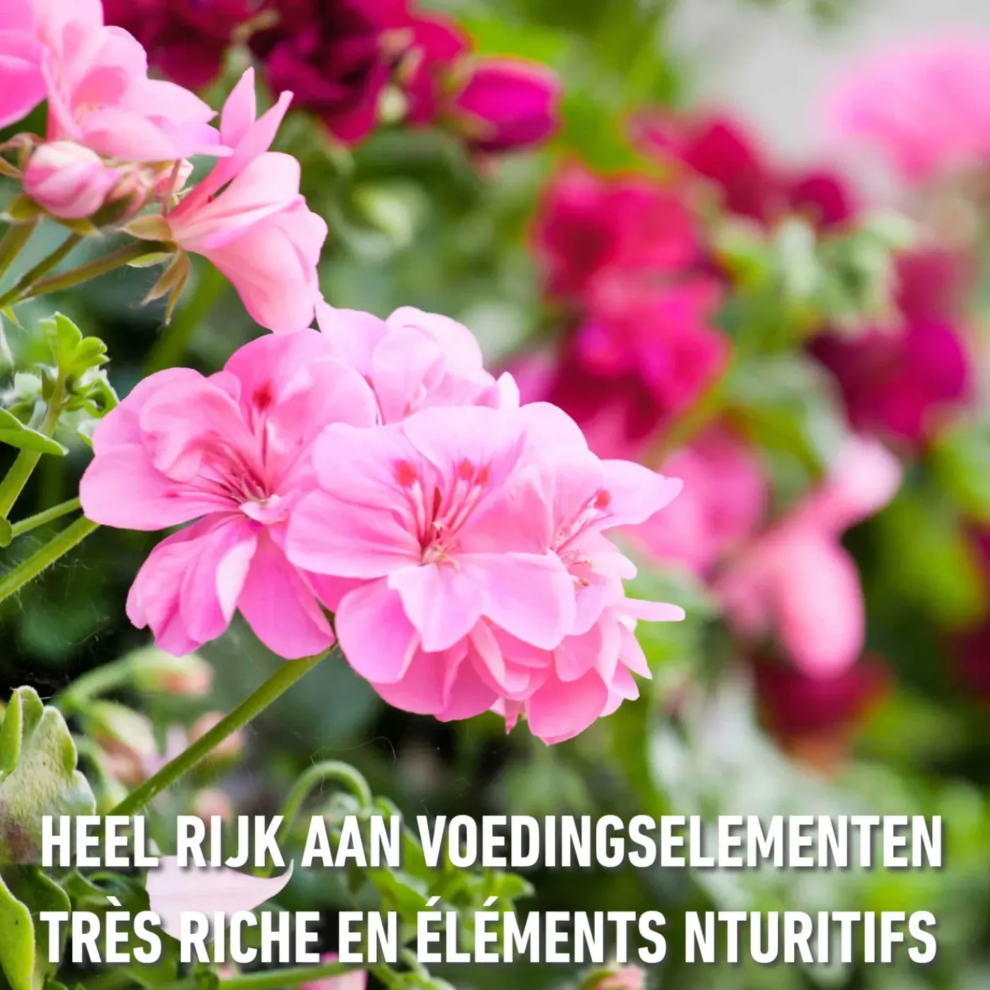 Compo vloeibare meststof Geraniums & Balkonplanten 500ml