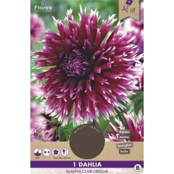 1 dahlia alauna clair obscur