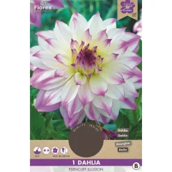 1 dahlia ferncliff illusion