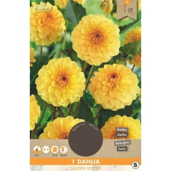 Overig 1 dahlia golden scepter