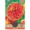 Overig 1 dahlia maxime