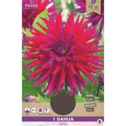 Overig 1 dahlia orfeo