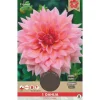 1 dahlia otto's thrill