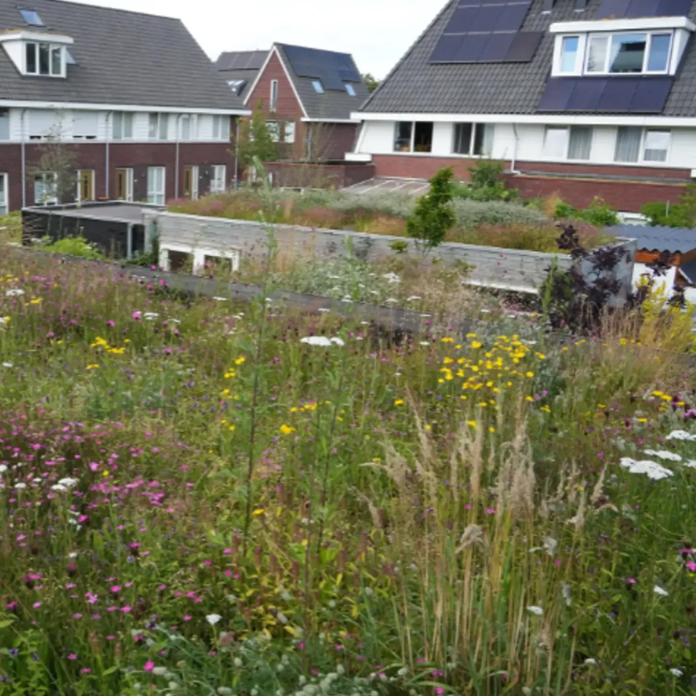 Dakvergroeners Sedum Kruidentray 29 m² incl. dakgrind
