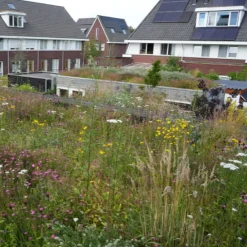 Dakvergroeners Sedum Kruidentray 12 m² incl. dakgrind