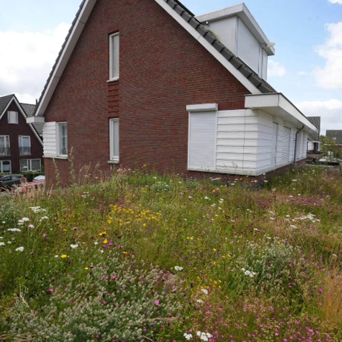 Dakvergroeners Sedum Kruidentray 26 m² incl. dakgrind