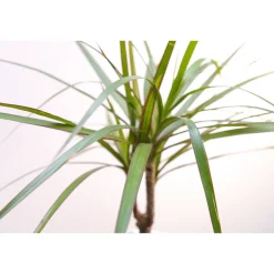 Bloomique Dracaena Marginata - Drakenbloedboom - Zeer Gemakkelijk Te Verzorgen - Hoogte 60-80 Cm - Pot 17 Cm
