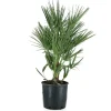 Dwergpalm (Chamaerops humilis) ⌀21xH65cm