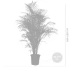 Dypsis Lutescens - Goudpalm - Areca - Palm - Kamerplanten - Hoogte 130-150 Cm - Pot 24 Cm