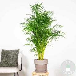 Dypsis Lutescens - Goudpalm - Areca - Palm - Kamerplanten - Hoogte 130-150 Cm - Pot 24 Cm
