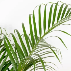 Dypsis Lutescens - Goudpalm - Areca - Palm - Kamerplanten - Hoogte 130-150 Cm - Pot 24 Cm