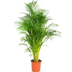 Dypsis Lutescens - Goudpalm - Areca - Palm - Kamerplanten - Hoogte 130-150 Cm - Pot 24 Cm