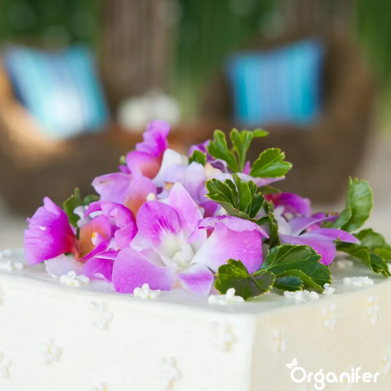 Eetbare Bloemen Zaden Pakket - 11 Soorten - Organifer