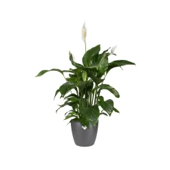 Elho bloempot brussels rond Ø25cm antraciet