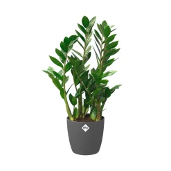 Elho Bloempot Brussels Rond - Kunststof - Zwart - Diam.22xH20,6cm