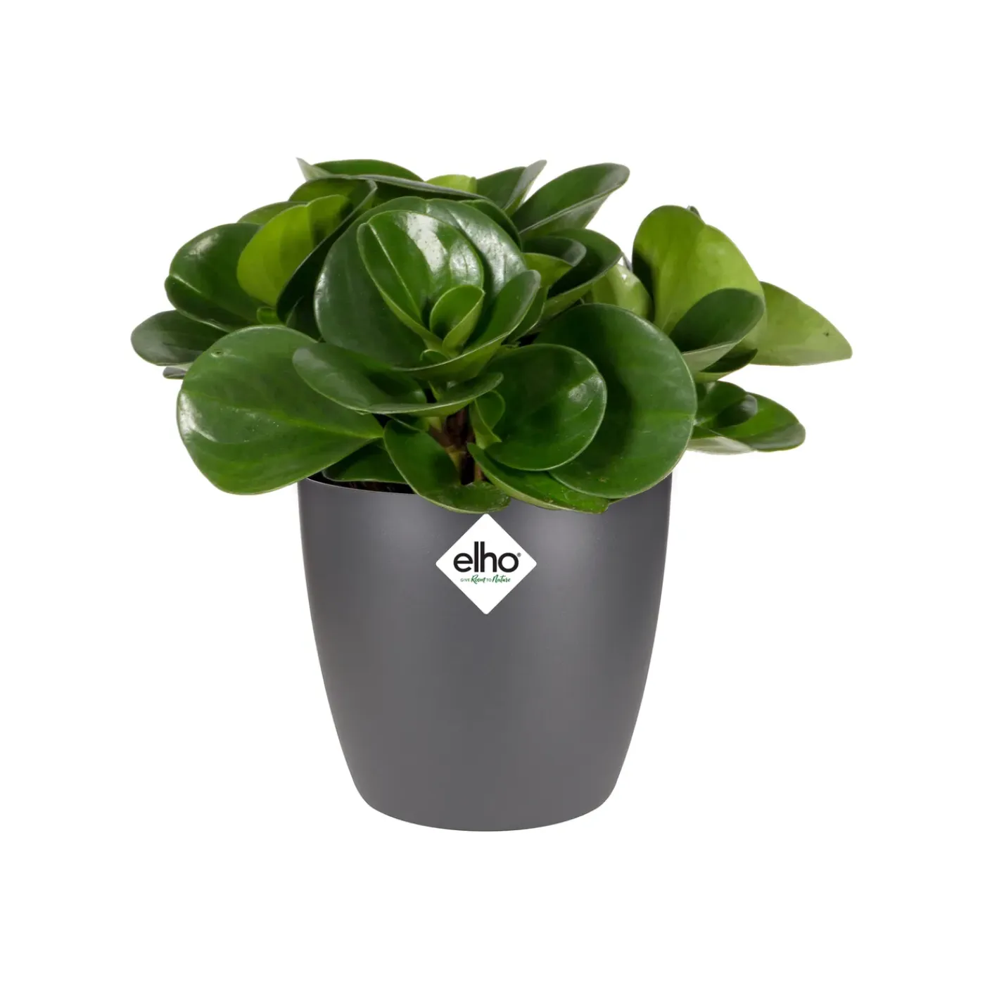 Elho Bloempot Brussels Rond Mini - Kunststof - Zwart - Diam.12,5xH11,5cm