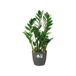 Elho Bloempot Brussels Rond Wielen - Kunststof - Antraciet - Diam.47xH43cm