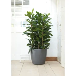 Elho Bloempot Brussels Rond Wielen - Kunststof - Antraciet - Diam.47xH43cm
