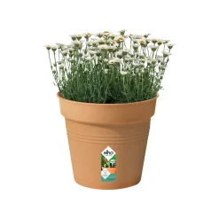Elho Bloempot Green Basics - Kunststof - Bruin - Diam.30xH27,6cm
