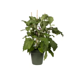Elho kweekpot 21cm