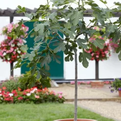 Bloomique Ficus Carica Brown Turkey - Vijgenboom - Fruitbomen - Tuinplanten - Hoogte 80-100 Cm - Pot 21 Cm