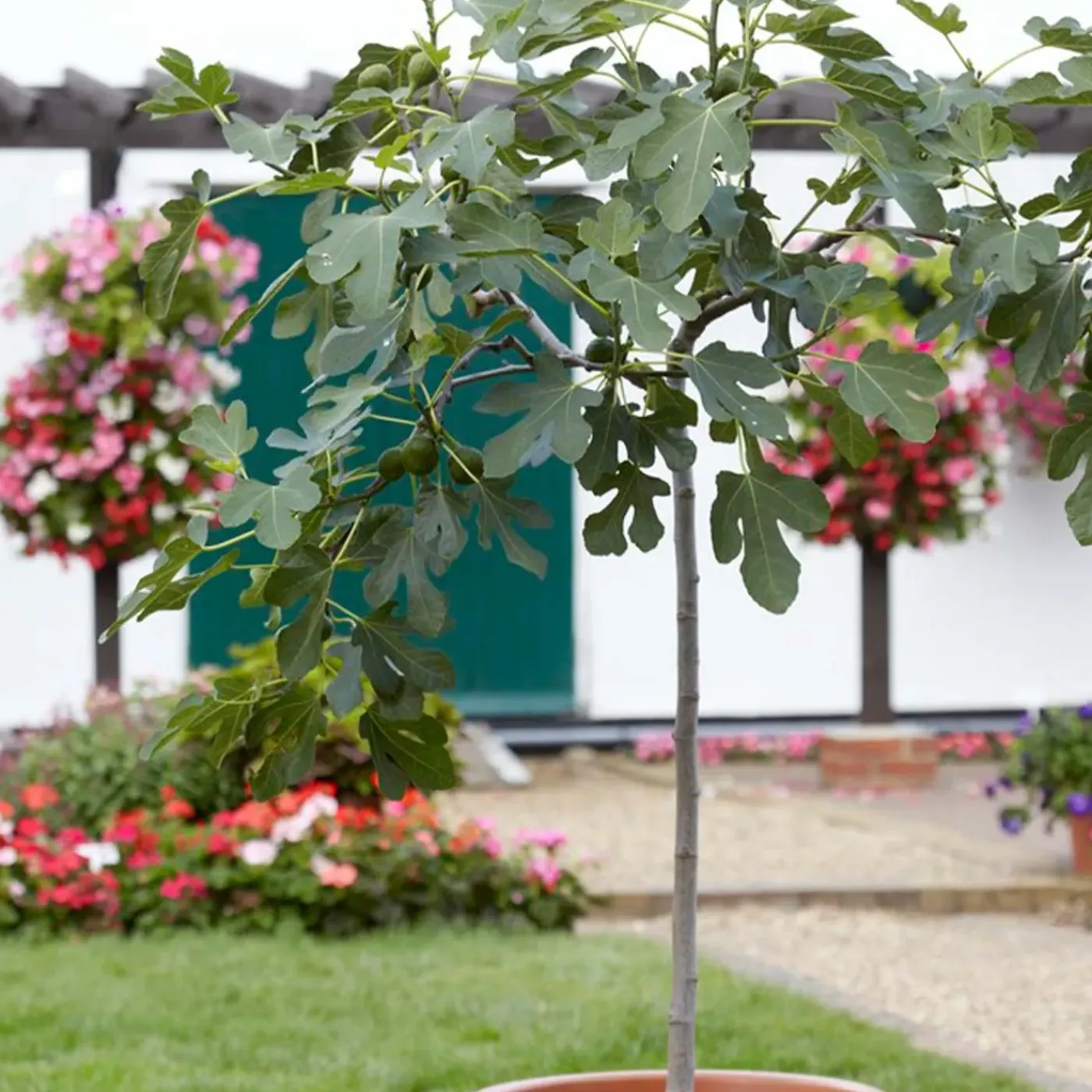 Bloomique Ficus Carica Brown Turkey - Vijgenboom - Fruitbomen - Tuinplanten - Hoogte 80-100 Cm - Pot 21 Cm