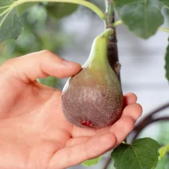 Bloomique Ficus Carica Brown Turkey - Vijgenboom - Fruitbomen - Tuinplanten - Hoogte 80-100 Cm - Pot 21 Cm