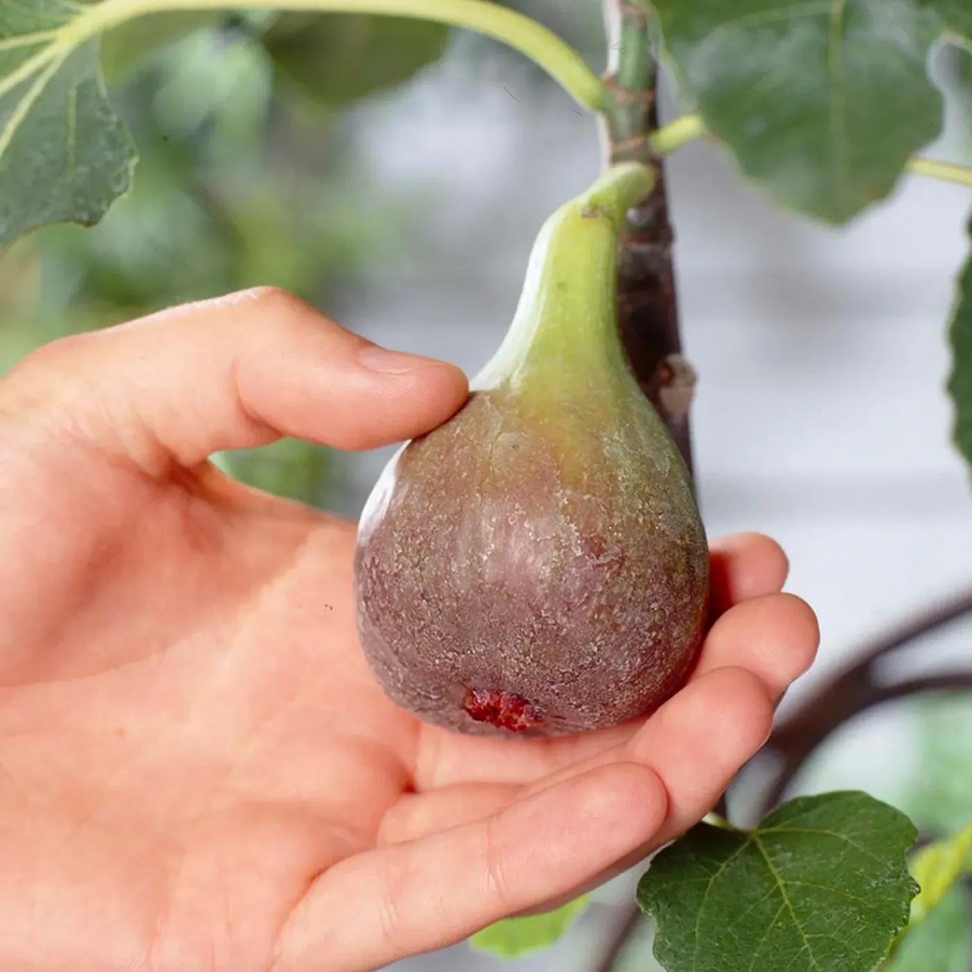 Bloomique Ficus Carica Brown Turkey - Vijgenboom - Fruitbomen - Tuinplanten - Hoogte 80-100 Cm - Pot 21 Cm