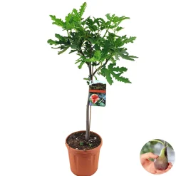 Bloomique Ficus Carica Brown Turkey - Vijgenboom - Fruitbomen - Tuinplanten - Hoogte 80-100 Cm - Pot 21 Cm