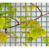 Giardino Draadpaneel Bologna - Metaal - Antraciet RAL 7016 - 100x150cm