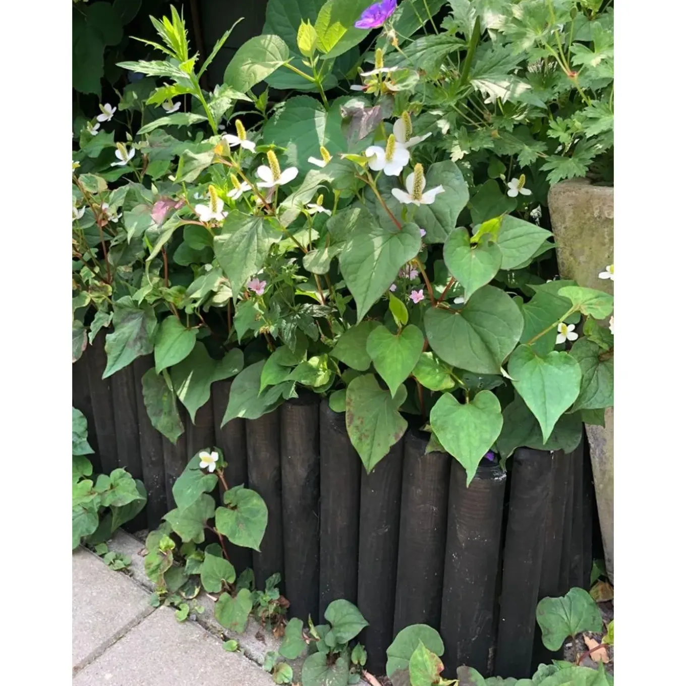 Houten Borderrand - Grenen - 30x180cm