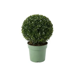 Ilex Crenata Jenny - Japanse Hulst - Balkonplanten - Tuinplanten - 30-40cm Hoog - Pot 17cm