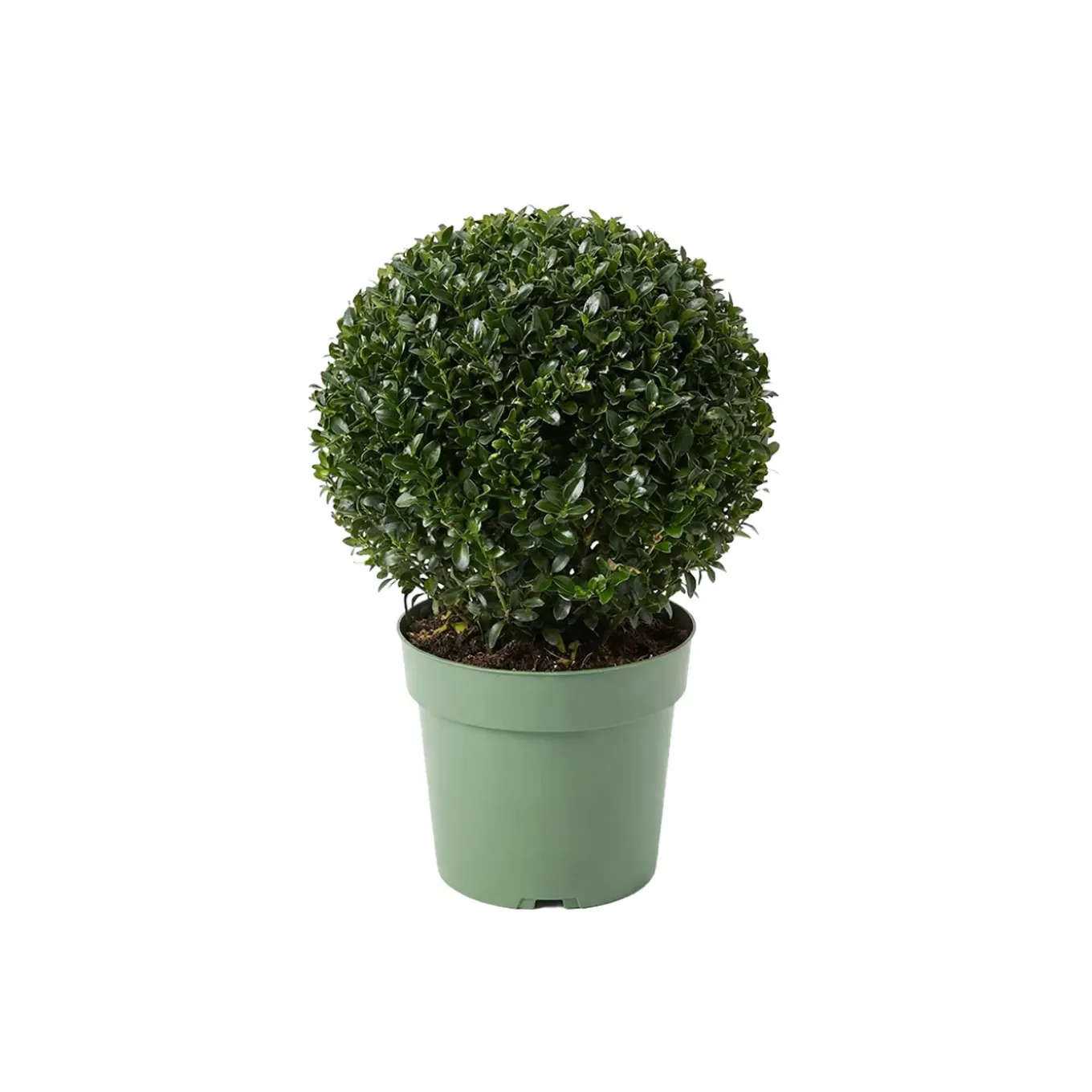 Ilex Crenata Jenny - Japanse Hulst - Balkonplanten - Tuinplanten - 30-40cm Hoog - Pot 17cm