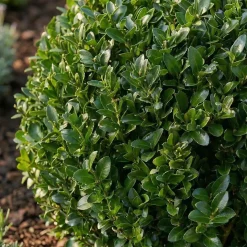 Ilex Crenata Jenny - Japanse Hulst - Balkonplanten - Tuinplanten - 30-40cm Hoog - Pot 17cm