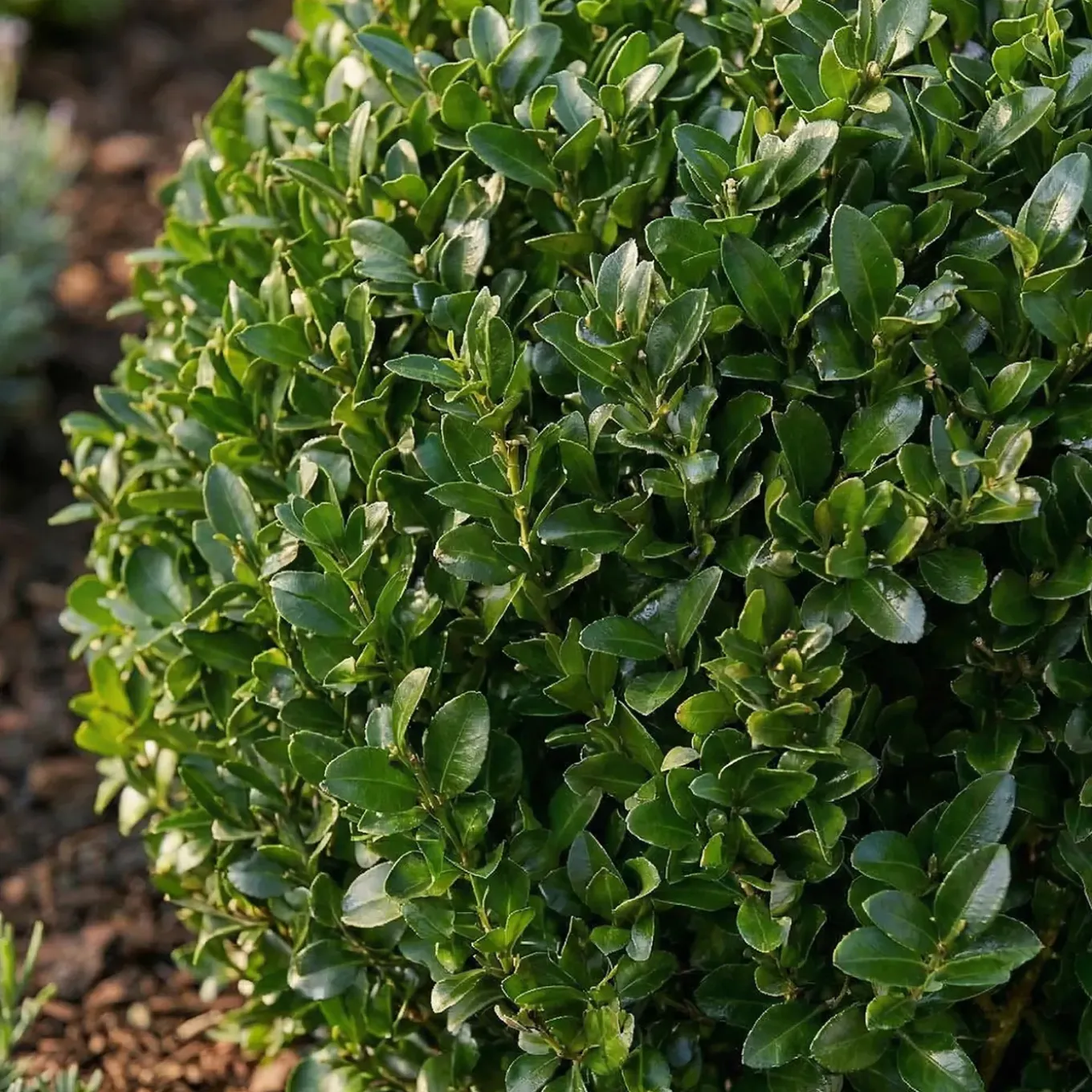 Ilex Crenata Jenny - Japanse Hulst - Balkonplanten - Tuinplanten - 30-40cm Hoog - Pot 17cm