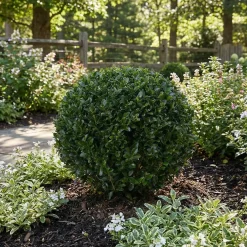Ilex Crenata Jenny - Japanse Hulst - Balkonplanten - Tuinplanten - 30-40cm Hoog - Pot 17cm