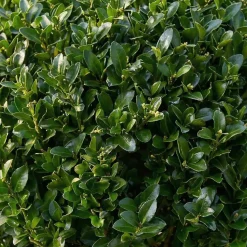 Ilex Crenata Jenny - Japanse Hulst - Balkonplanten - Tuinplanten - 30-40cm Hoog - Pot 17cm