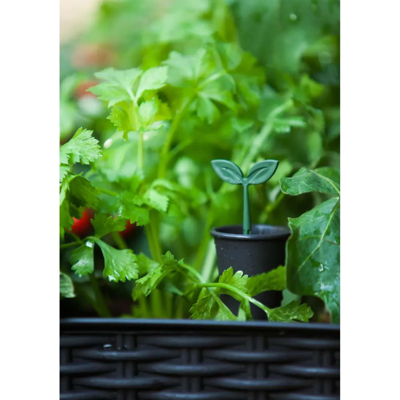Keter moestuinbak Easy Growing zwart 114x49,3x75,7cm