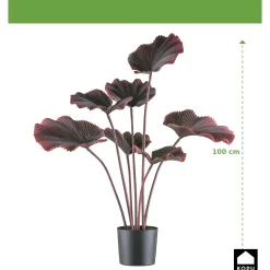 Kopu Palmboom 100 Cm Donkerrood In Een Zwarte Plastic Pot - Kamerplant