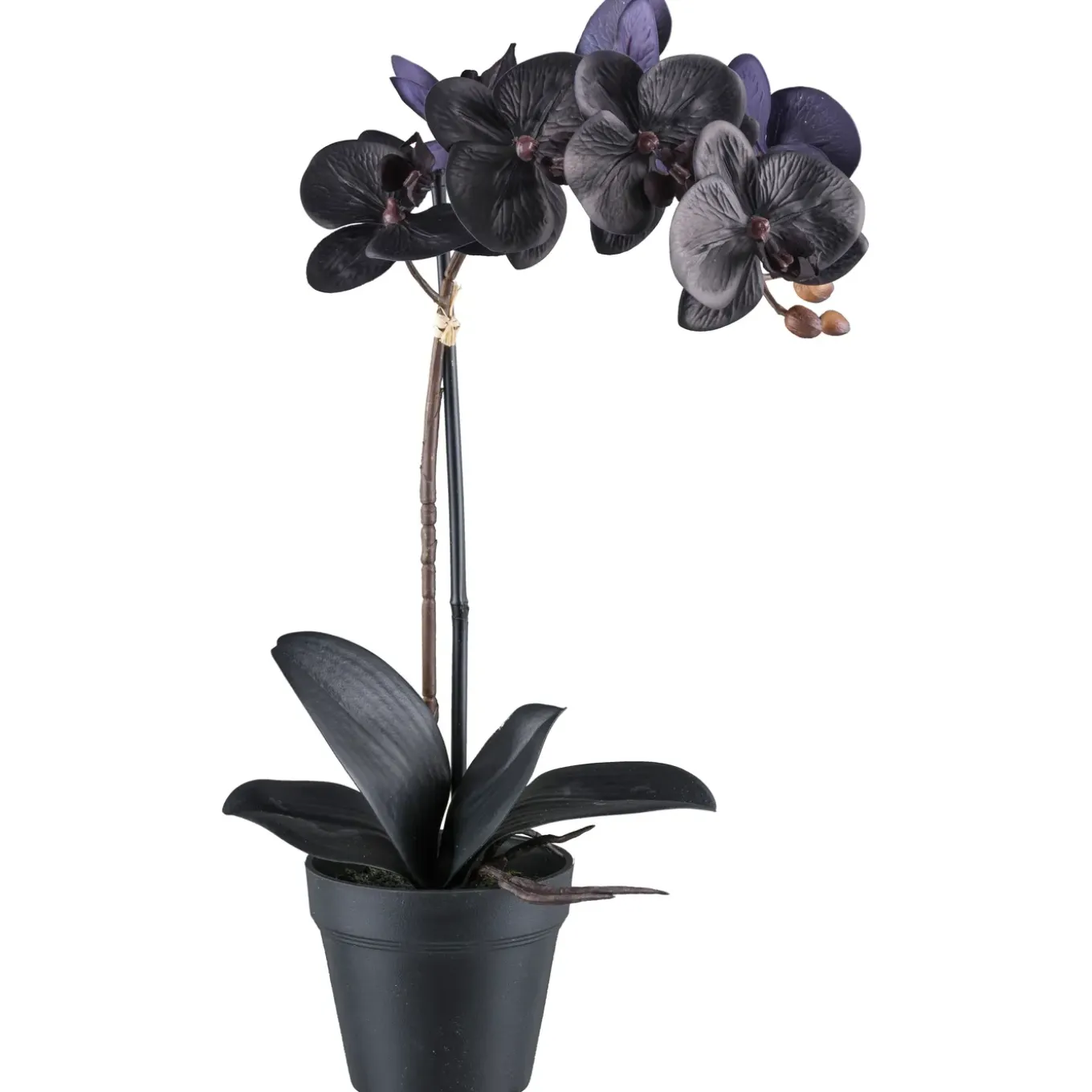 Kopu Phalaenopsis-orchidee – 48 Cm 7 Bloemen, 4 Bladeren - Real Touch - Zwart