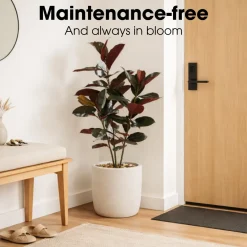 Mica Decorations Rubberplant H120 X D80 Cm Rood