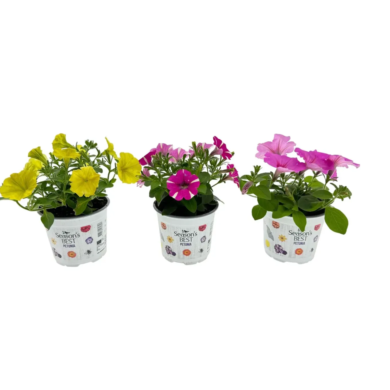 Mini Petunia (Petunia calibrachoa) ⌀10,5cm - ↕10cm