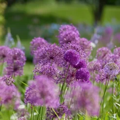Bloomique Mix Van 15 - Allium Fantasia - Look - Voorjaarsbloeiend - Meerjarige Planten - Groeit Tot 70-90 Cm