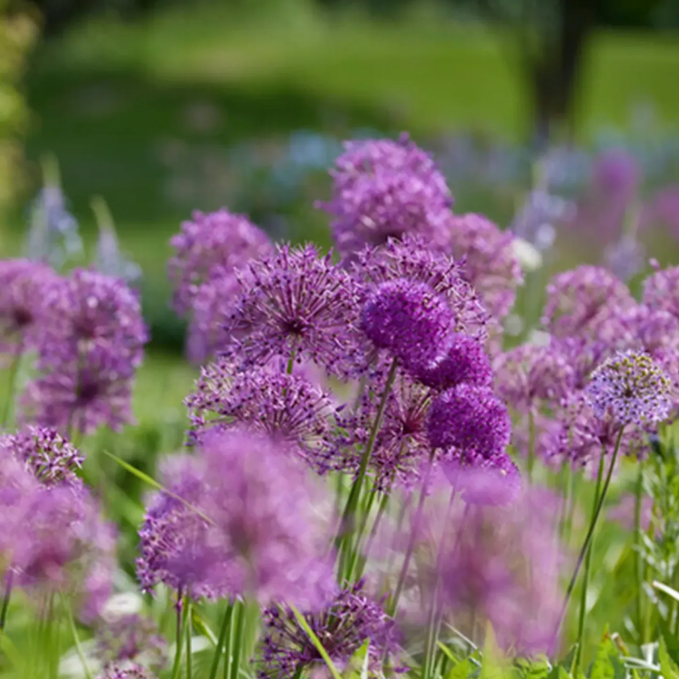 Bloomique Mix Van 15 - Allium Fantasia - Look - Voorjaarsbloeiend - Meerjarige Planten - Groeit Tot 70-90 Cm