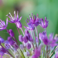 Bloomique Mix Van 15 - Allium Fantasia - Look - Voorjaarsbloeiend - Meerjarige Planten - Groeit Tot 70-90 Cm