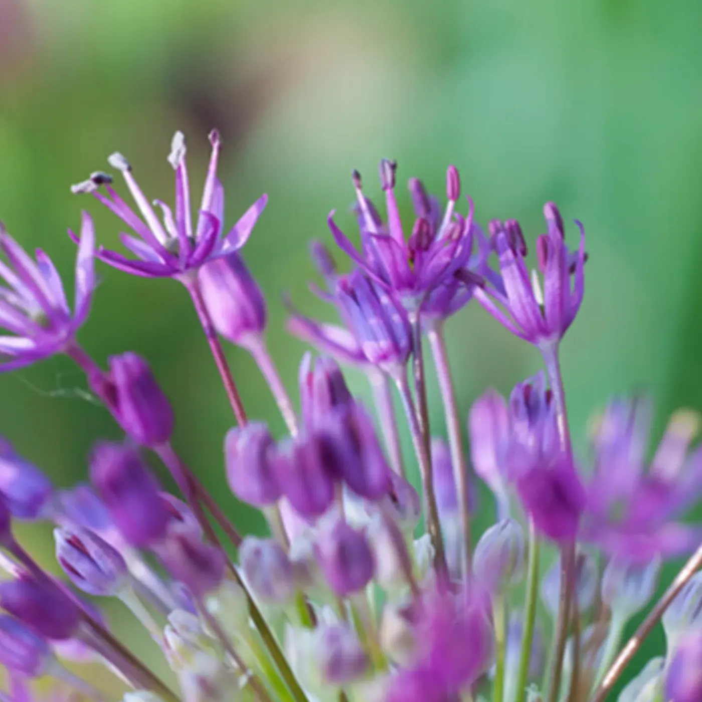 Bloomique Mix Van 15 - Allium Fantasia - Look - Voorjaarsbloeiend - Meerjarige Planten - Groeit Tot 70-90 Cm