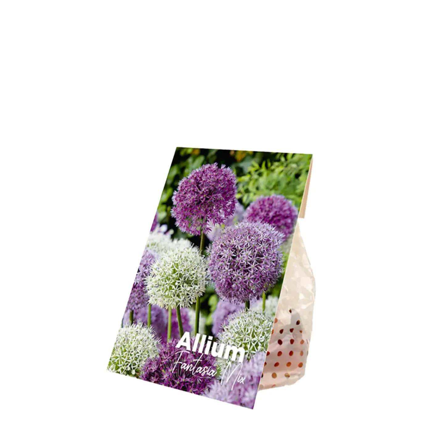 Bloomique Mix Van 15 - Allium Fantasia - Look - Voorjaarsbloeiend - Meerjarige Planten - Groeit Tot 70-90 Cm